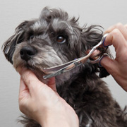 トリミングサロン