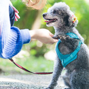 ドッグスクール